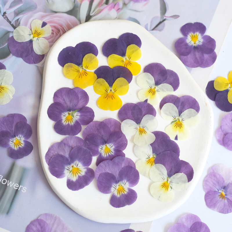 12pcs,nature Pansy Dried Flowe - Photo Beauty Makeup ulasan dan harga