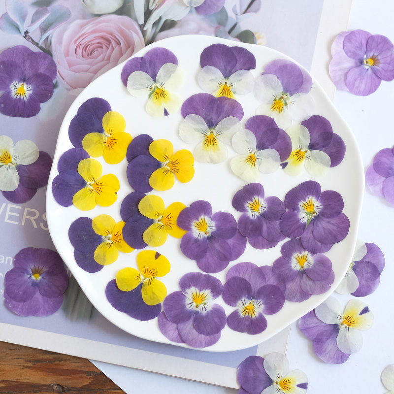 12pcs,nature Pansy Dried Flowe - Photo Beauty Makeup ulasan dan harga