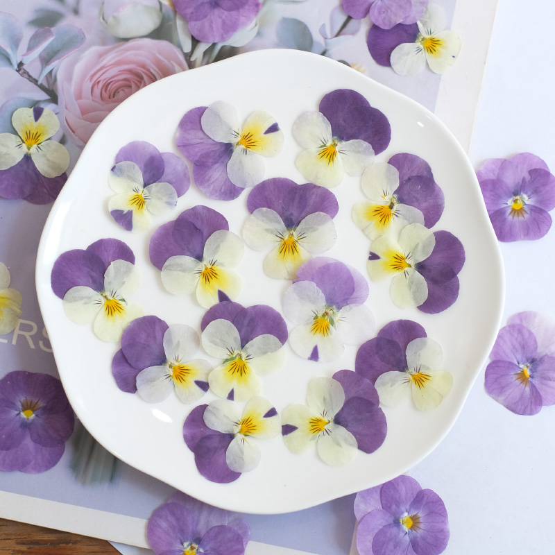 12pcs,nature Pansy Dried Flowe - Photo Beauty Makeup ulasan dan harga