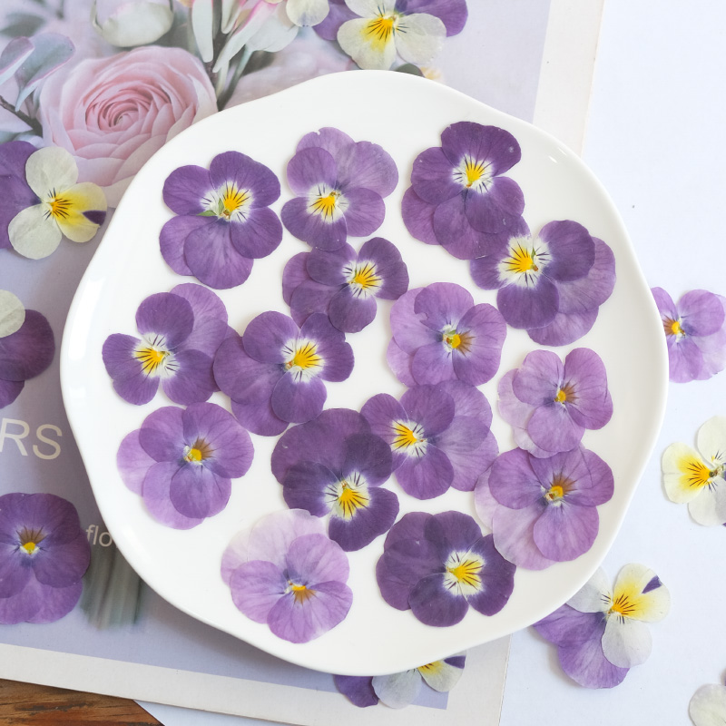 12pcs,nature Pansy Dried Flowe - Photo Beauty Makeup ulasan dan harga